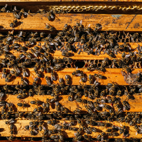 Close-up of bees on honeycomb. Beekeeping concept.